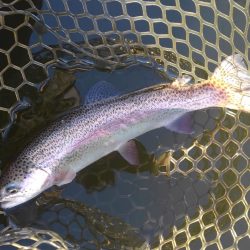 大安トラウトレイク釣果